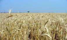 Paraná deverá voltar à liderança na produção de trigo no país