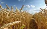 Geada, seca e área menor derrubam safra de trigo em 19% no Paraná
