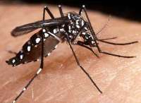 Vacina contra a dengue mostra eficácia de 88% em casos hemorrágicos