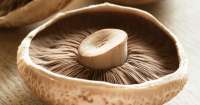 4 ótimas razões para começar a comer cogumelos com frequência + 2 receitas. Confira!