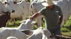 Goioxim - Criadores de gado cadastrados na ADAPAR devem retirar o Cartão do Produtor