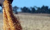 Produção de grãos no verão vai ter crescimento de 10%, no Paraná‏