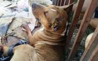 Cão é pendurado pelas pernas e desesperado come a própria pata em Curitiba