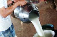 Quedas - Produtores sofrem com baixa no preço de leite
