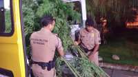 Policiais detém casal com 14 “árvores” de maconha em casa