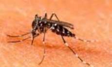 Paraná tem 10 municípios com alto risco para epidemia de dengue