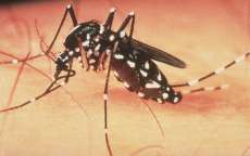 Paraná registra primeira morte por dengue