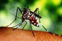 Secretaria de Saúde confirma mais 73 casos de dengue no Paraná