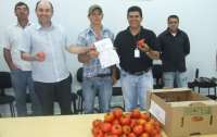 Pinhão - Município produz tomate com certificação