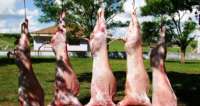 Câmara aprova aumento de penas para abate clandestino de gado