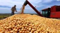 Safra de soja deve fechar em 16,8 milhões de toneladas no Paraná