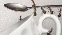 Saiba como acabar com as formigas que tanto nos atormentam em nossa casa