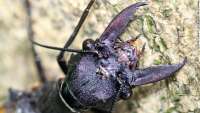 Maior inseto voador do mundo é encontrado na China