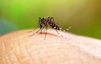 Sancionada lei que permite entrada forçada em imóveis contra o Aedes aegypti