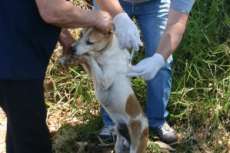 Laranjeiras -  Vigilância Sanitária realiza vacinação e imuniza vetores da raiva animal