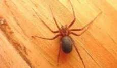 UFPR desenvolve veneno natural contra aranha-marrom
