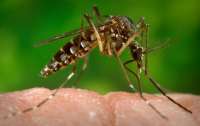 Cascavel confirma primeiro caso de zika vírus