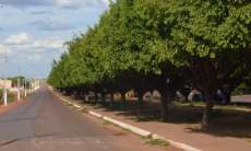 Plantio de árvores no Paraná terá novos critérios para evitar riscos e beneficiar a população