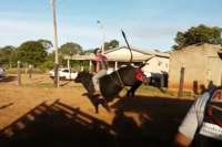 No interior do Paraná, peão morre pisoteado por touro em rodeio. Veja vídeo