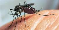 Confirmado segundo caso de Zika vírus no Paraná