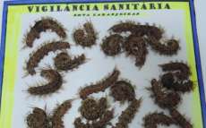 Nova Laranjeiras - Confirmado segundo caso de ocorrência de lagartas TATURANA (Lonomia sp.)