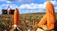 Em período de entressafra, colheita de milho será recorde no Paraná