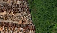 Taxa de desmatamento em território paranaense cresce 50%