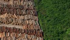 Taxa de desmatamento em território paranaense cresce 50%
