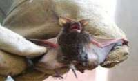 Prefeitura de Maringá confirma 1º caso de morcego com raiva no ano