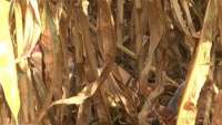 Corpo de homem é encontrado em plantação de milho em Cascavel