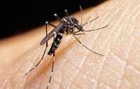EUA orientam infectadas pelo Zika a esperar ao menos 8 semanas para engravidar