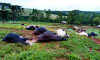 Raio mata oito cabeças de gado em Fazenda de Luiziana no Paraná