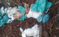 Cerca de 14 cães foram encontrados mortos em terreno baldio