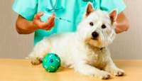 Quedas - Projeto prevê a vacinação de cães contra a raiva
