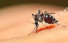 Paraná registra 602 novos casos de dengue em uma semana