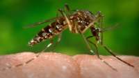 Secretaria divulga ações de combate ao Zika vírus no Paraná