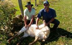 Reserva do Iguaçu - Segunda etapa da vacinação contra a brucelose bovina começa nesta terça, dia 03