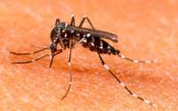 No Paraná, número de casos confirmados de dengue cresce 34%