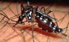 Cantagalo - Cidade já tem o mosquito da dengue e a luta para eradicá-lo começou