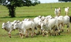 Laranjeiras - Caso de raiva bovina é confirmado em propriedade na comunidade de Campo Mendes