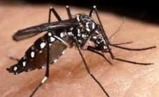 Paraná - Municípios apresentam queda nos casos de dengue