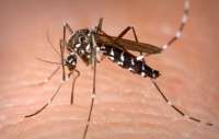 Governo contabiliza mais de 4 mil casos de microcefalia relacionados ao zika