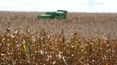Paraná deve ser o maior produtor de milho em 2013, segundo IBGE