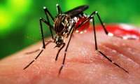Cascavel confirma primeiro caso de Chikungunya