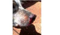Pinhão - Cachorro é agredido com machado