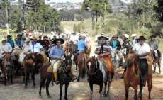 Adapar elimina foco de mormo e Paraná é área livre da doença de cavalo