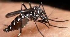 Paraná - Secretaria divulga novo boletim com situação da dengue em todo o Estado