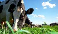Laranjeiras - Secretaria de Agricultura realiza nesta quarta, dia 08, Dia de Campo sobre pecuária leiteira no 8 de Junho