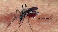 Ministério da Saúde informa que 157 cidades podem enfrentar epidemia de dengue