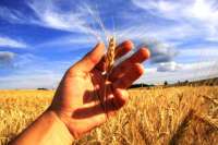 Excesso de chuvas afeta qualidade do milho e do trigo no Paraná